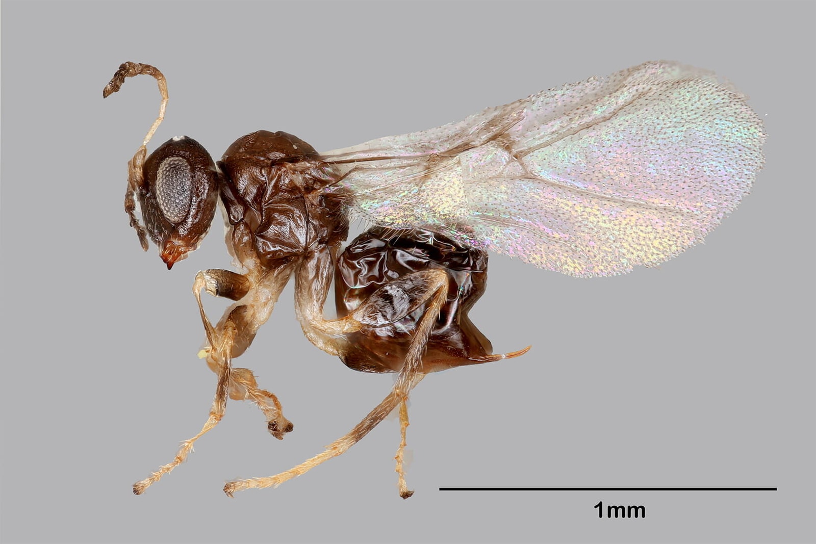 Neuroteus valhalla

