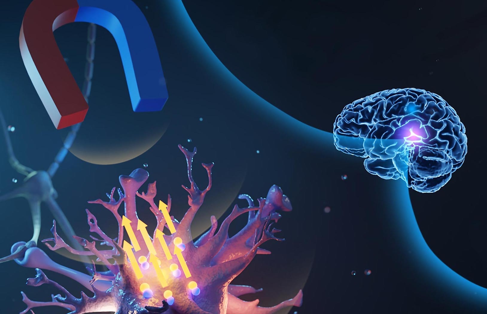 Mikroskopijne cząsteczki sterowane magnesami to nowy sposób na sterowanie neuronami
