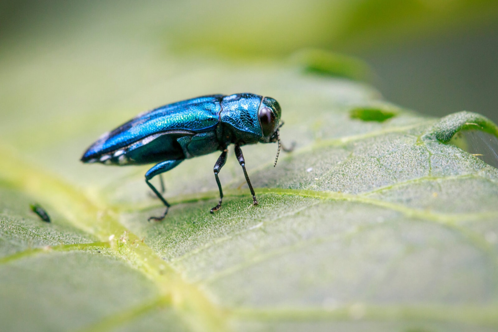 Agrilus planipennis

