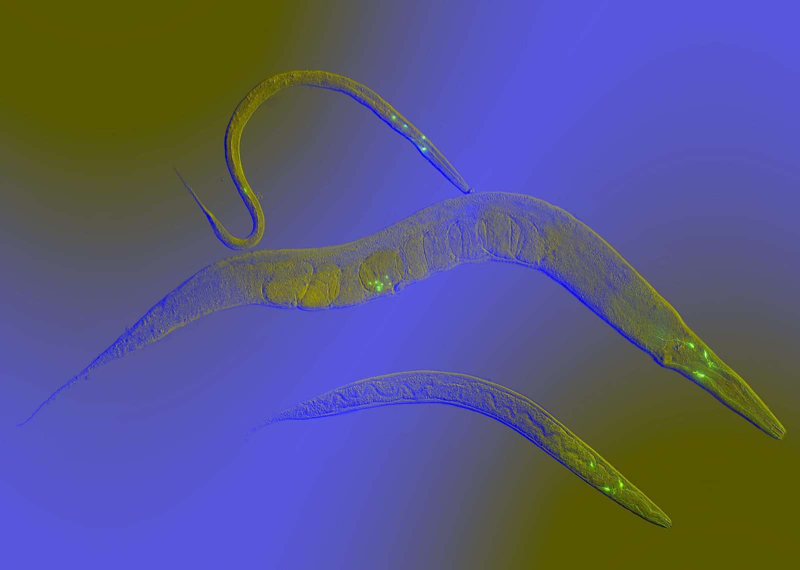 C. elegans pod mikroskopem
