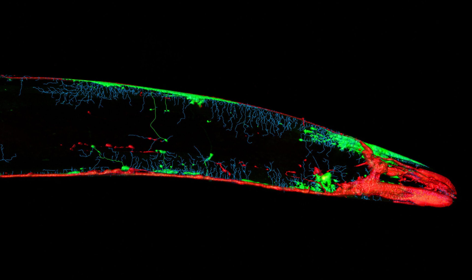 Caenorhabditis elegans
