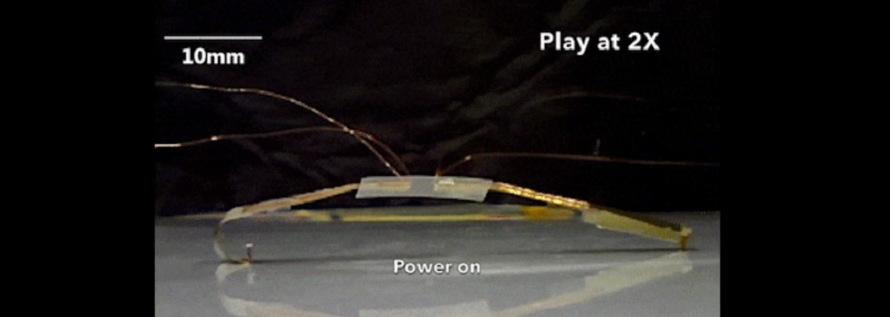 Mechaniczny robak dotrze niemal wszędzie. Jak naukowcy zamierzają go wykorzystać?