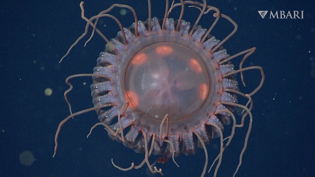 Atolla reynoldsi
