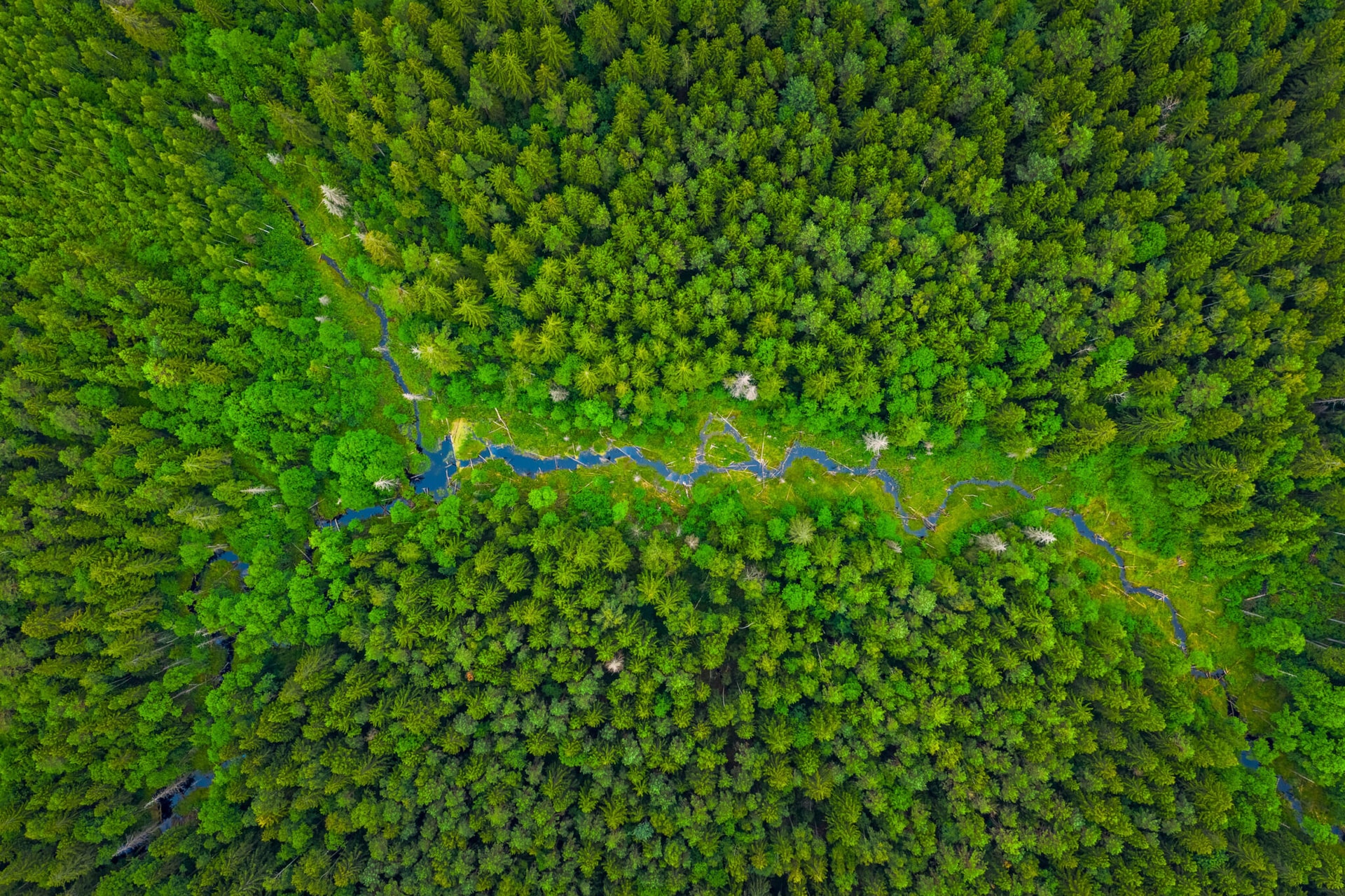 Ile jest biomasy na Ziemi? W końcu uda się to oszacować?
