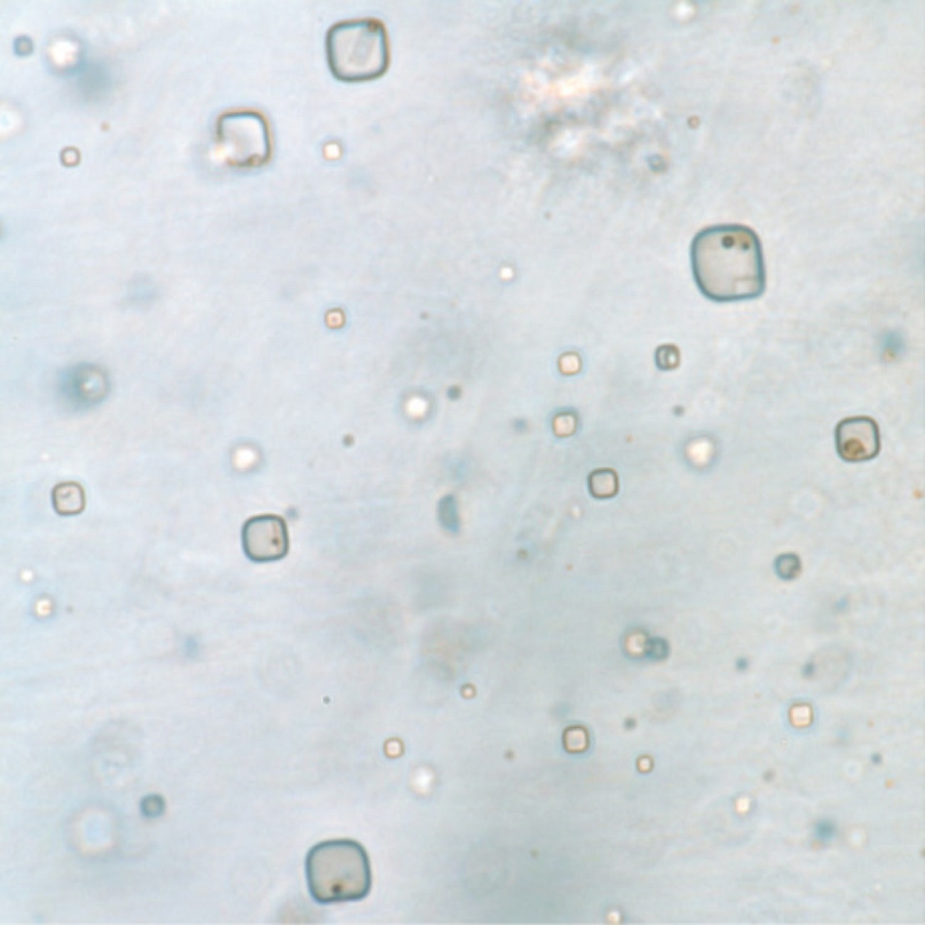 Życie sprzed setek milionów lat. Jego odkrycie pomoże w poszukiwaniu marsjańskich organizmów