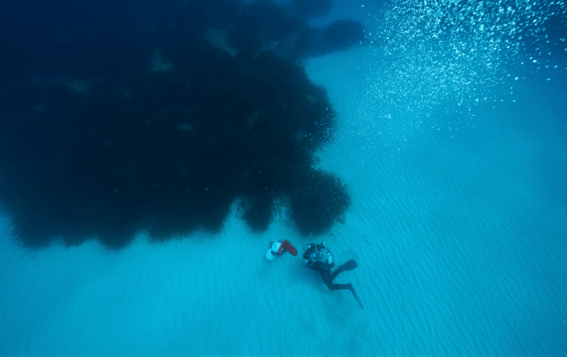 Łąki trawy morskiej
