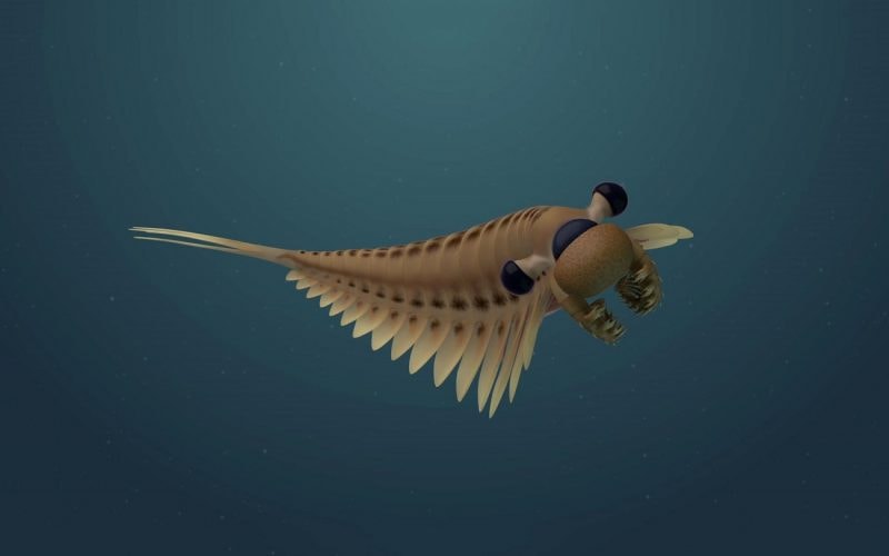 Miał troje oczu i przerażający wygląd. Oto drapieżnik z okresu kambryjskiego