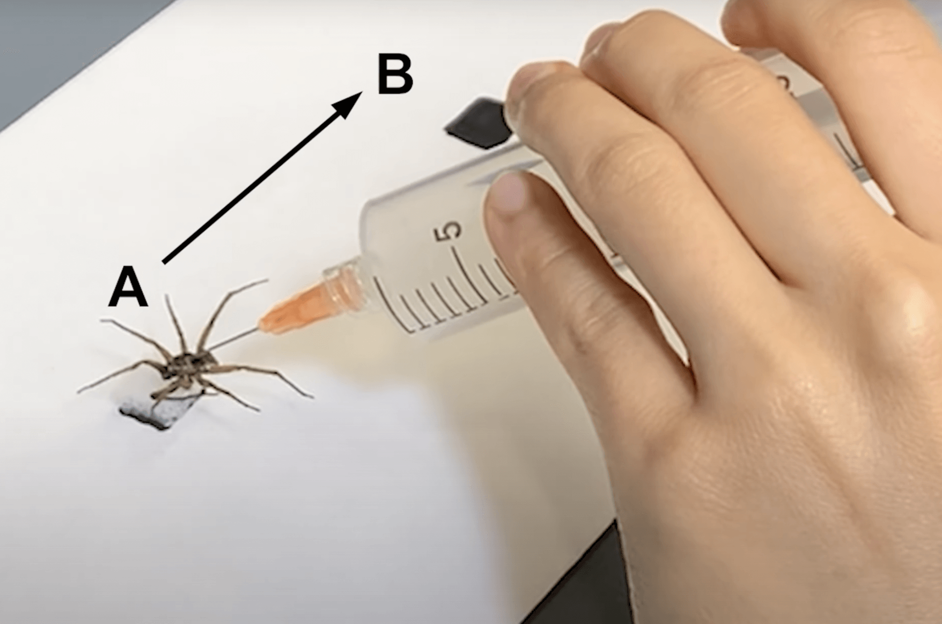 Co nam da nekrobotyka?
