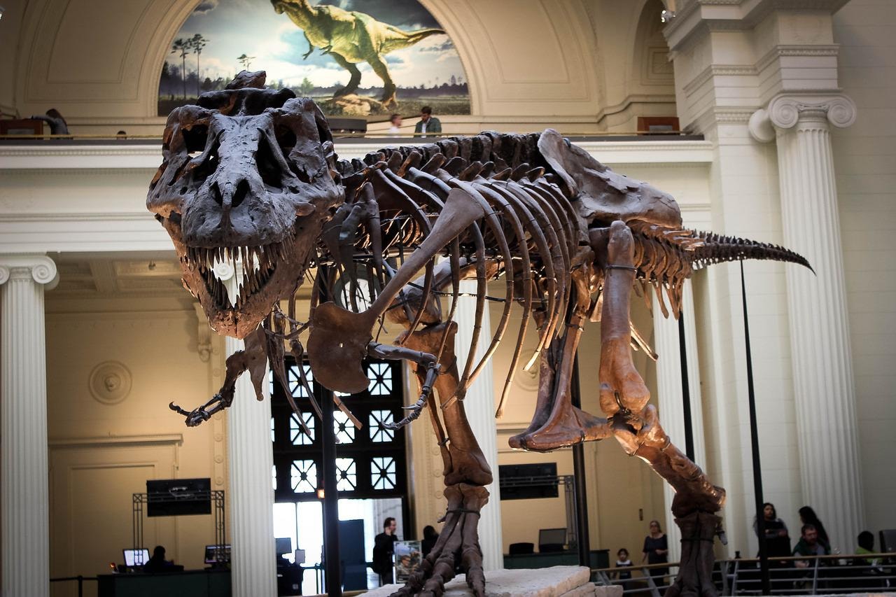 Prehistoryczny gad idzie pod młotek. Ten dinozaur znajdzie nowego nabywcę za astronomiczną kwotę!