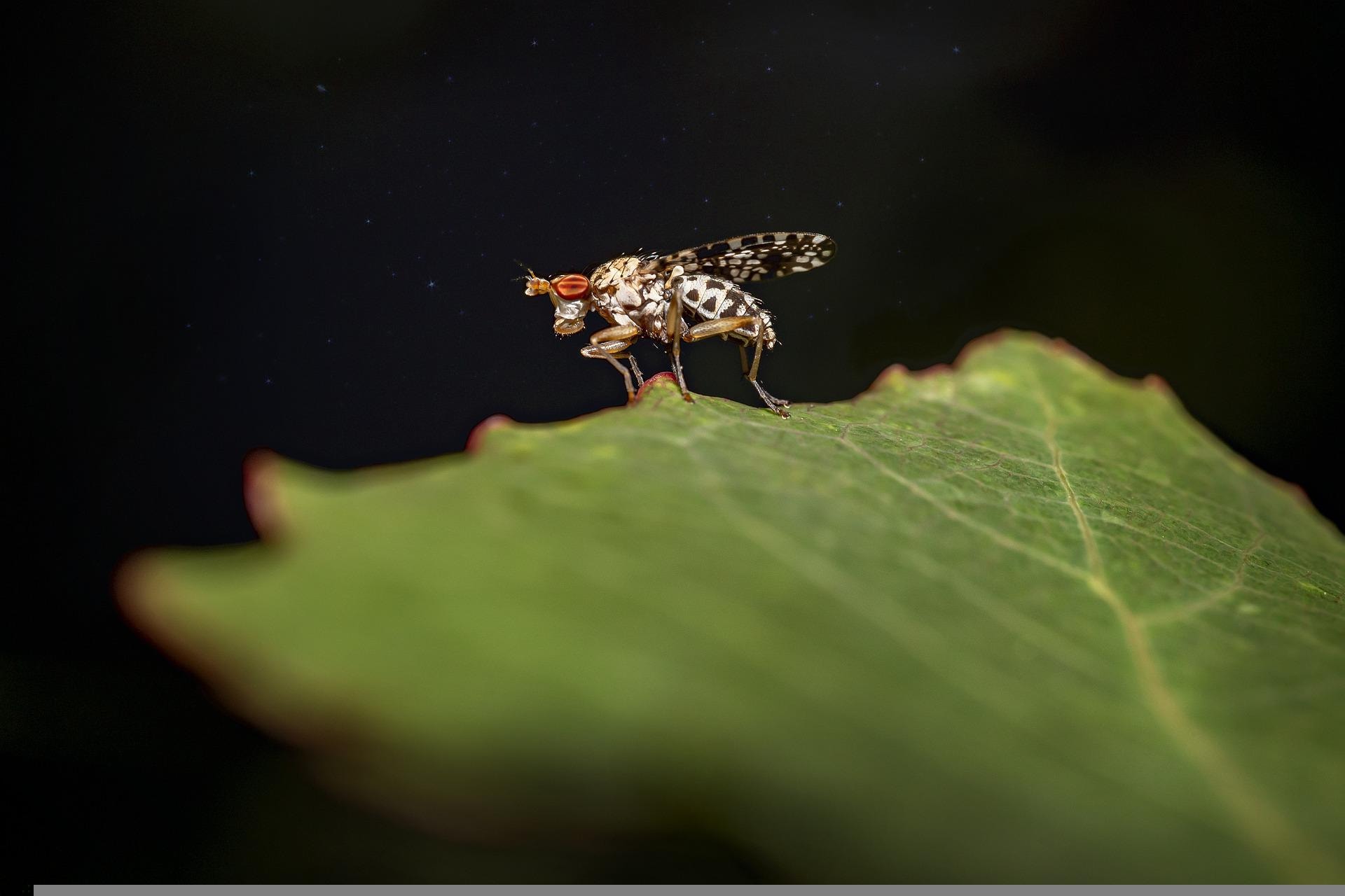 Muszki owocowe sterowane polem magnetycznym
