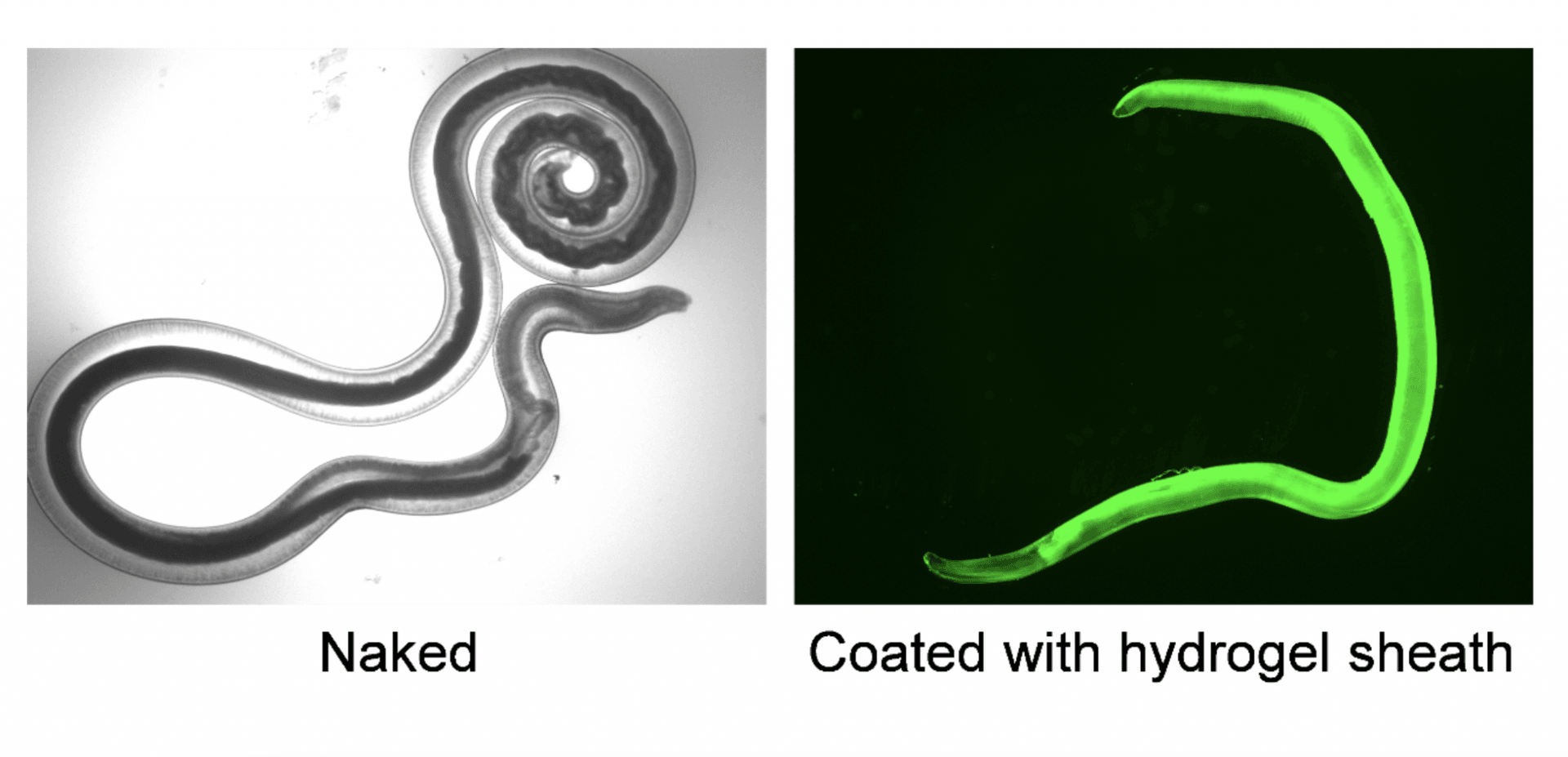 Po lewej zwykły nicień, po prawej nicień pokryty hydrożelem
