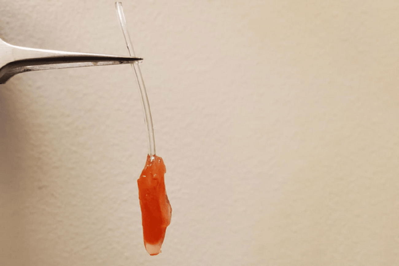 Wyhodowali serce, które bije. Kiedyś tak będą wyglądały przeszczepy