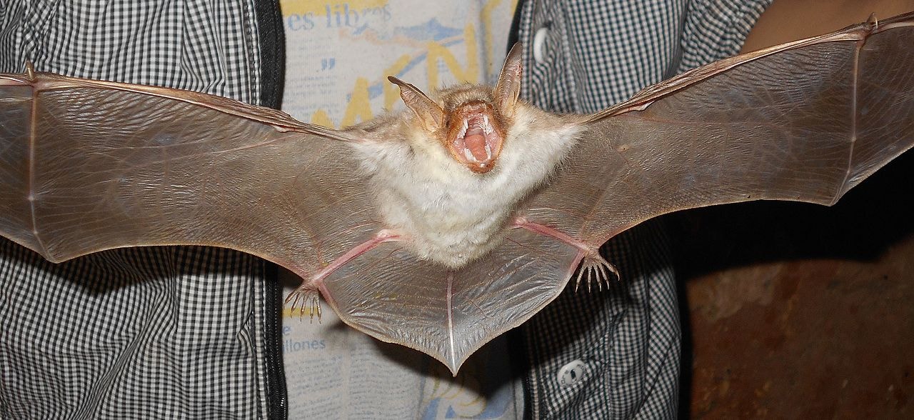 Oczy owada i echolokacja nietoperza. Tak powstała niezwykła kamera