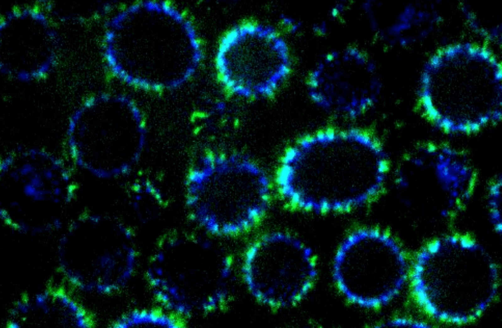 Te nanorurki są naprawdę małe i wolne od przecieków /Fot. Johns Hopkins University
