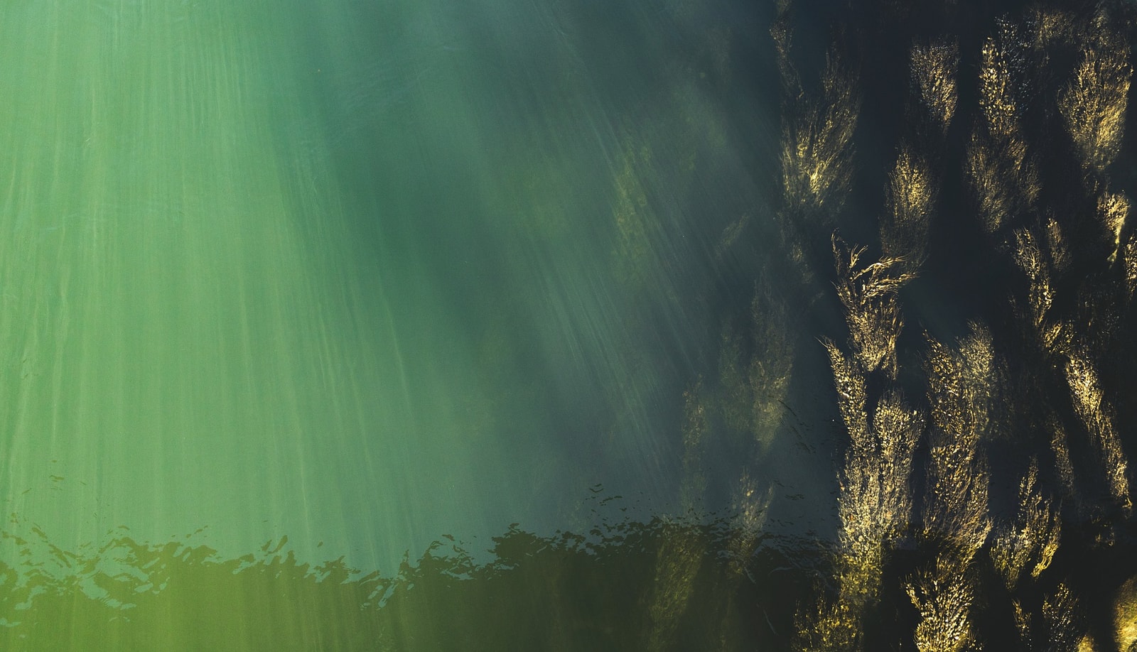 Podwodne lasy zajmują większe obszary niż Amazonia /Fot. Pixabay
