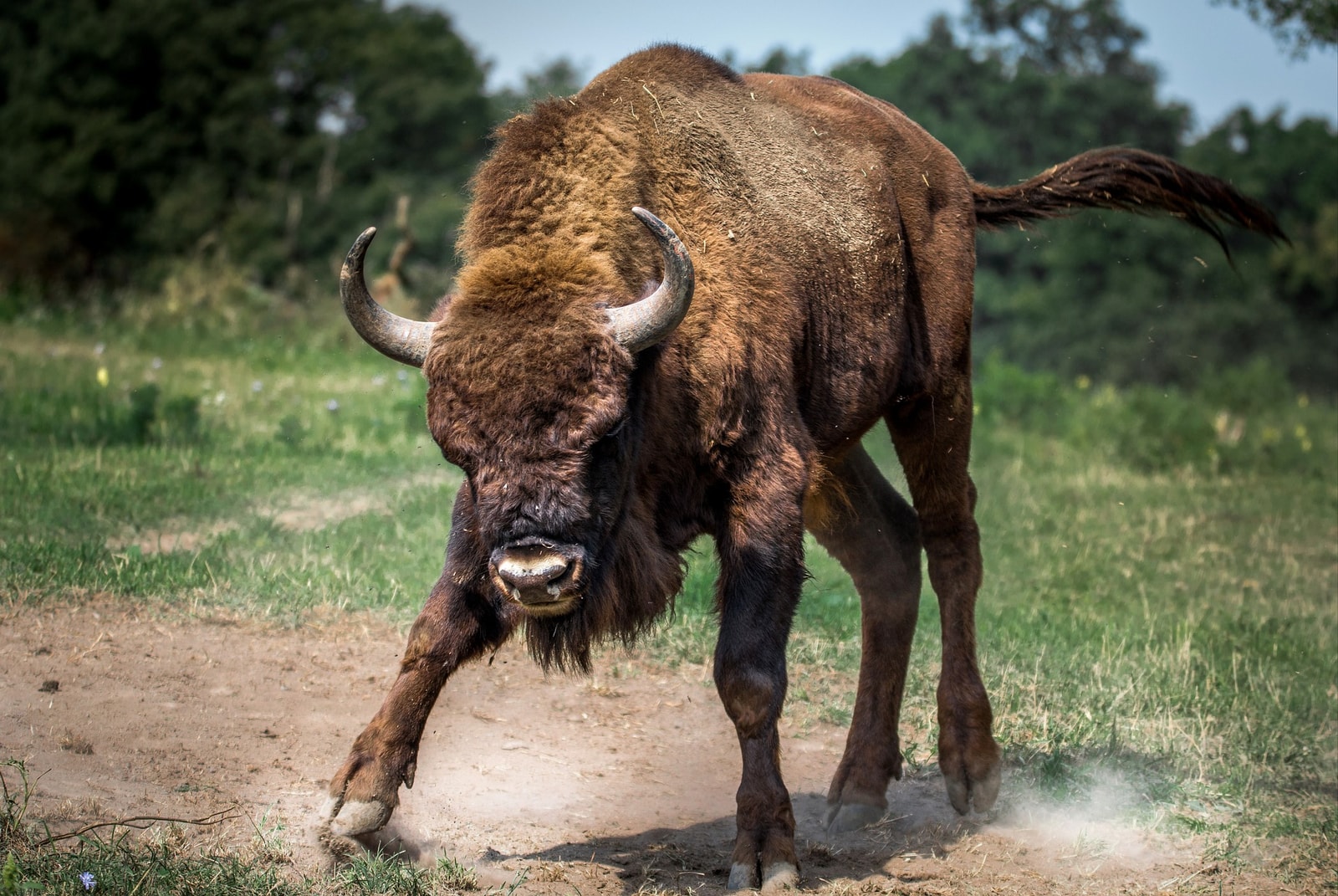 Gdyby ich nie wyłapano, żubry wyginęłyby na początku XX wieku /Fot. Pixabay
