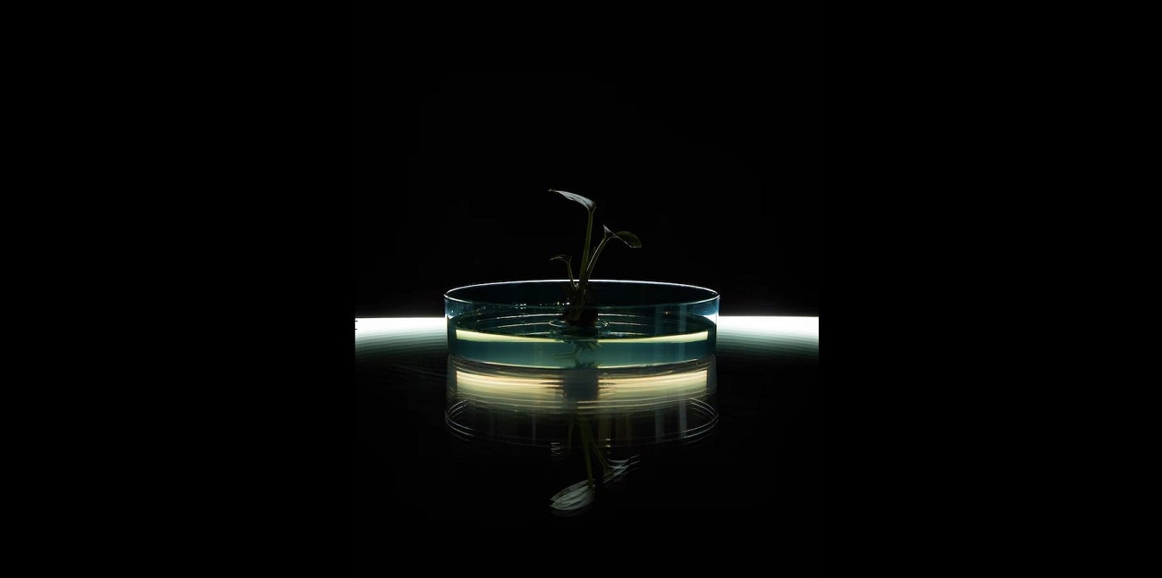 Zapomnij o odświeżaczach powietrza. Ta roślina je zastąpi