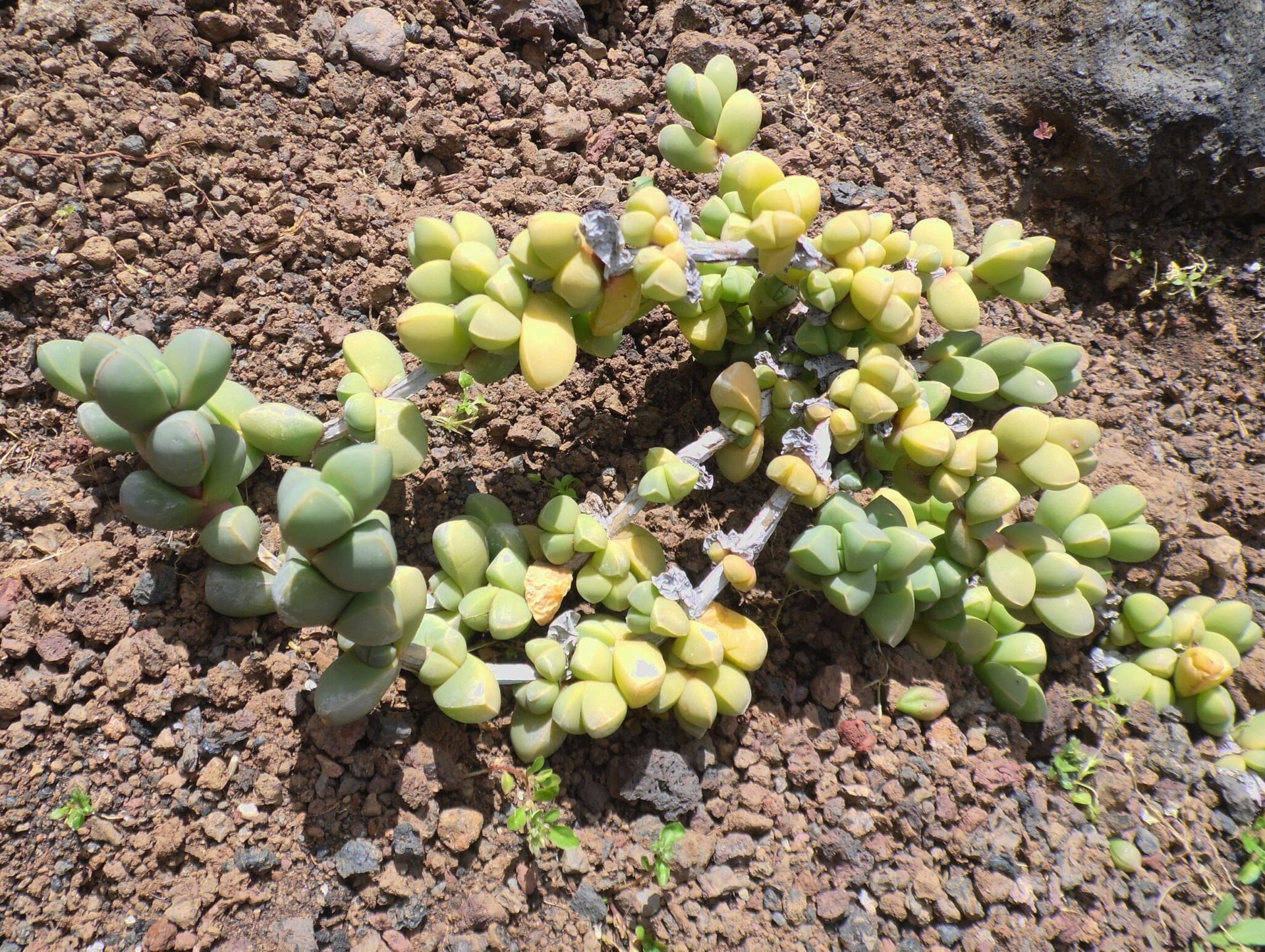 Corpuscularia lehmannii / źródło: Wikimedia Commons, Krzysztof Ziarnek, CCA-SA-4.0 International

