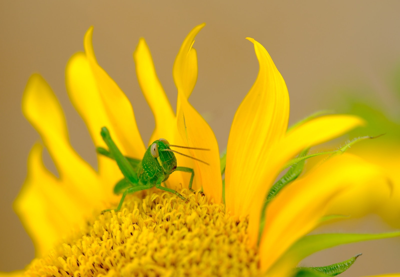 Materiał wzorowany pasikonikami. To nie pierwszy raz, gdy natura inspiruje inżynierów /Fot. Pixabay
