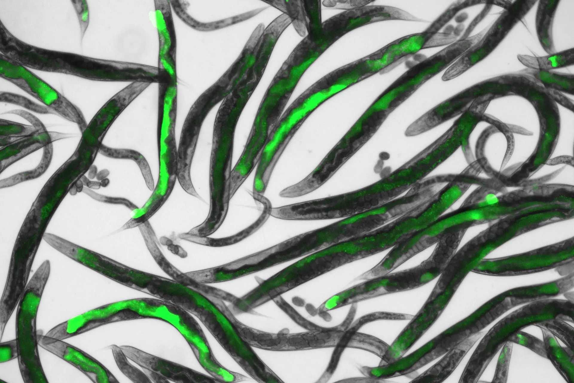 Nicienie świecą w ciemności. Imponujące, lecz cała magia dzieje się później