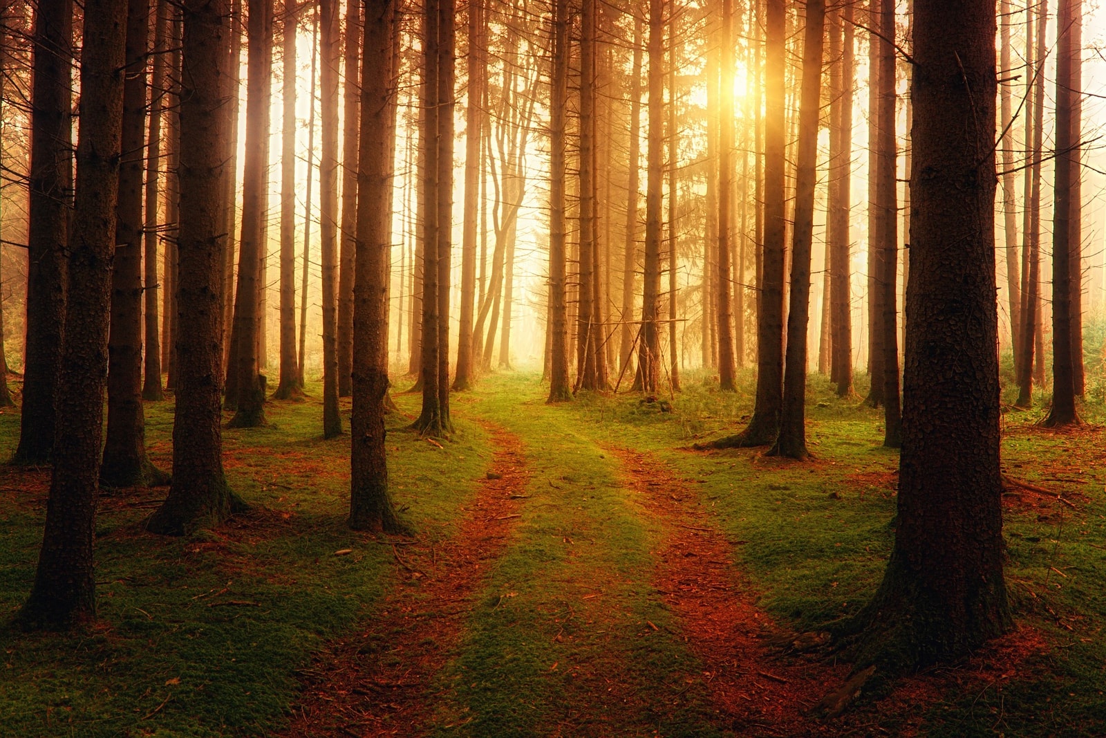 Las &#8211; zdjęcie poglądowe /Fot. Pixabay
