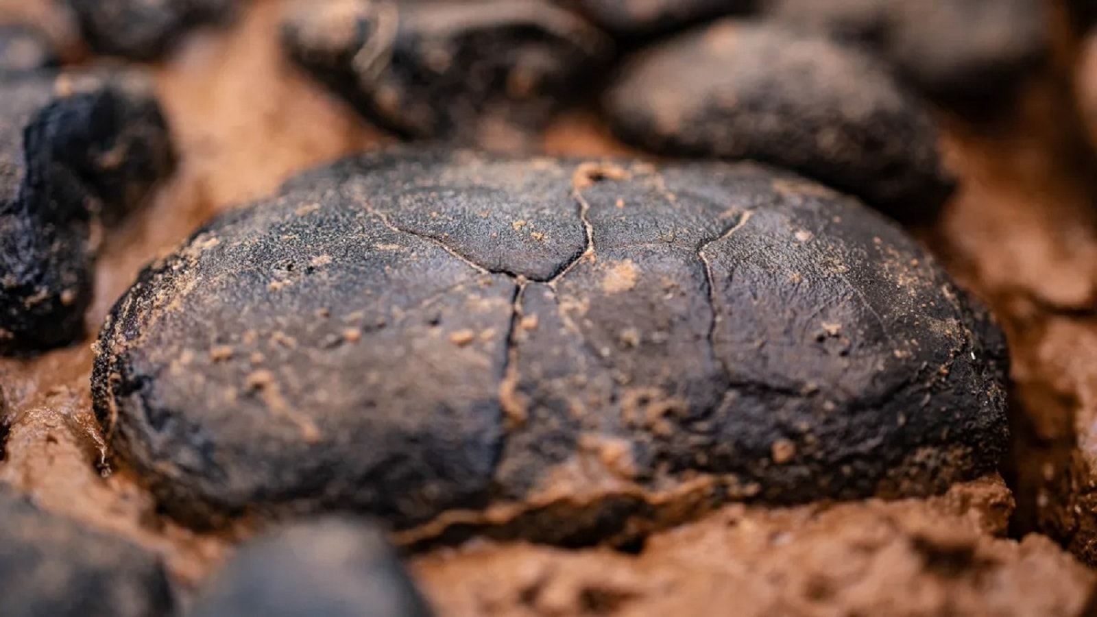 Odkryto największe na świecie złoże metali ziem rzadkich. To tam skrywa się klucz do wytwarzania akumulatorów