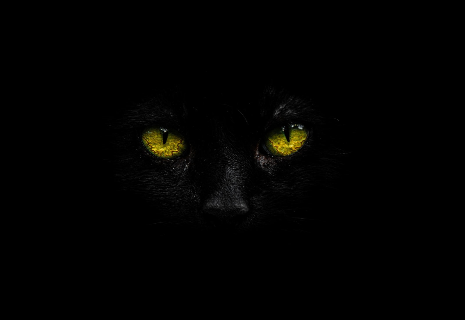 Nowa kamera pozwoli rejestrować obrazy tak, jak widzą świat zwierzęta /Fot. Unsplash
