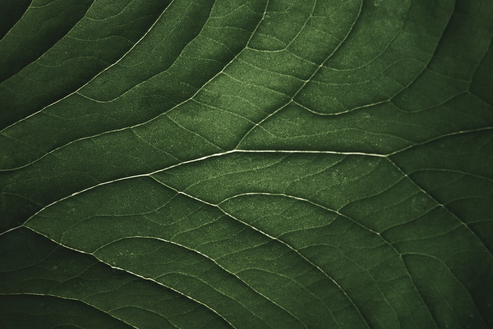 Materiały inspirowane układem naczyniowym liści to nic nowego, ale można je ulepszyć /Fot. Unsplash
