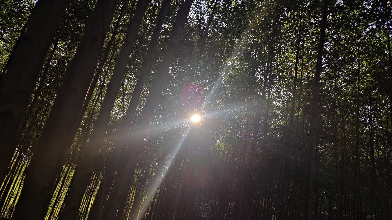 Zastrzelą, zamiast zagryźć. W lasach zaczęły grasować przerażające chińskie roboty-rysie