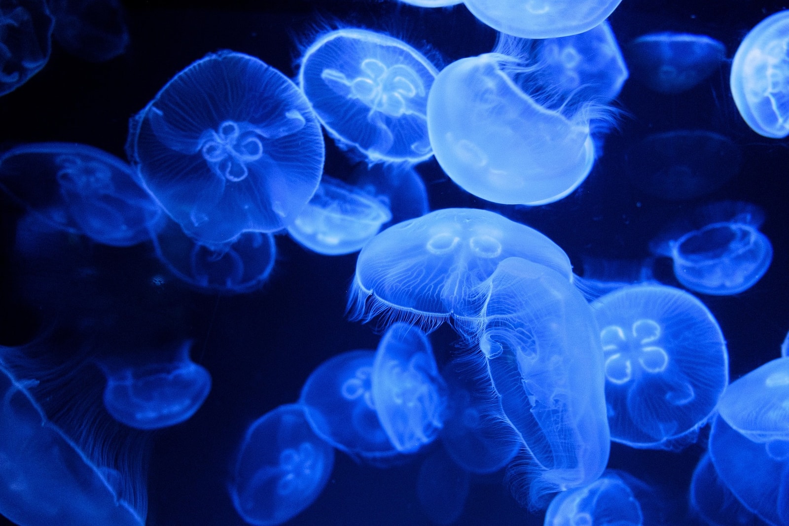 Inwazja meduz zatrzymała atom we Francji. Drobne stworzenia pokonały najpotężniejszą technologię