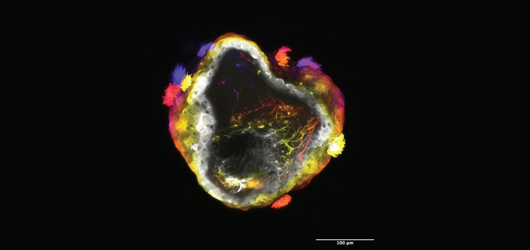 Kiedy biologia spotyka robotykę, a maszyny zaczynają „myśleć”