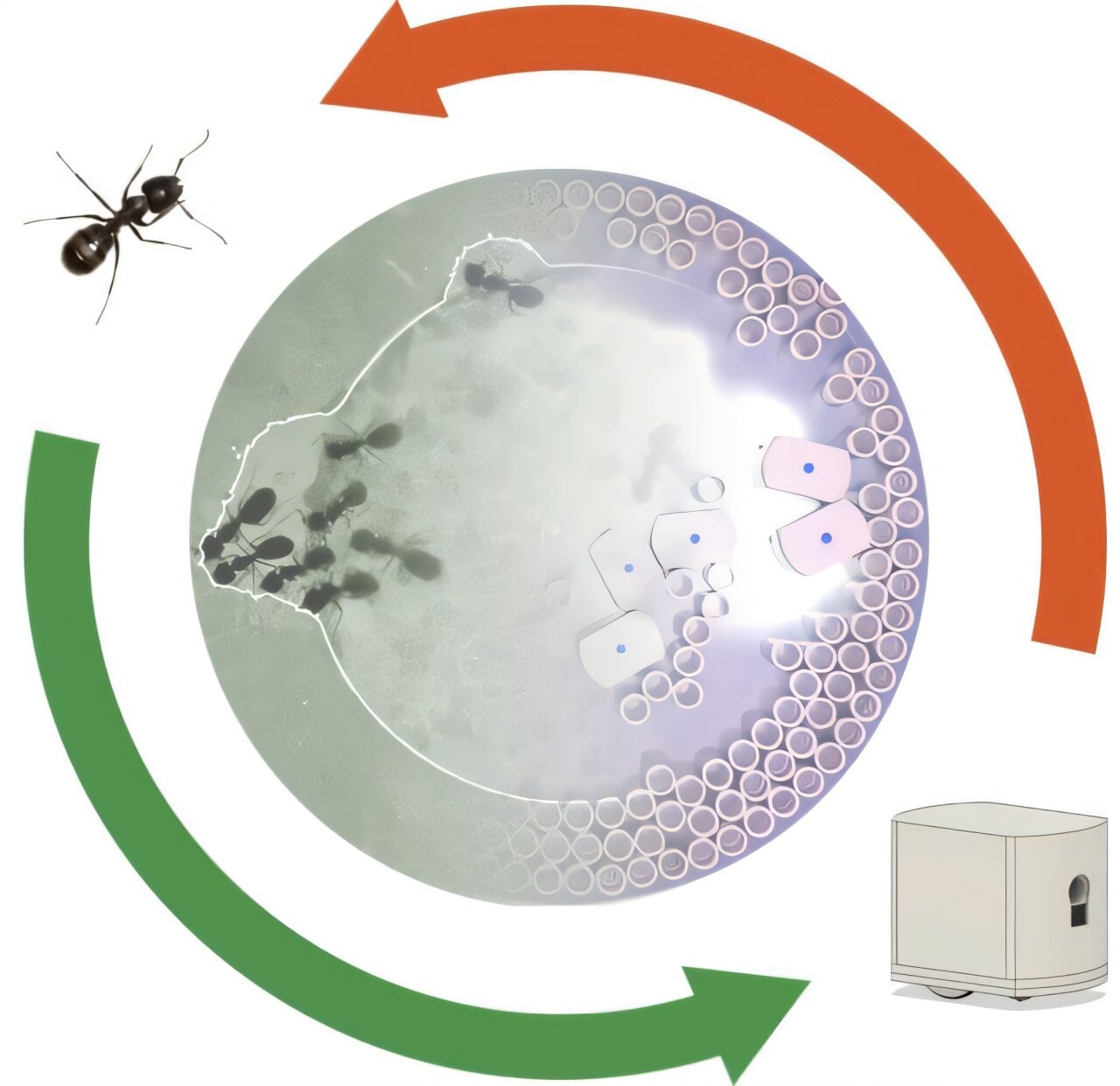 Robotyczne mrówki z Harvardu. Budują i burzą bez planu, polegając na instynkcie otoczenia