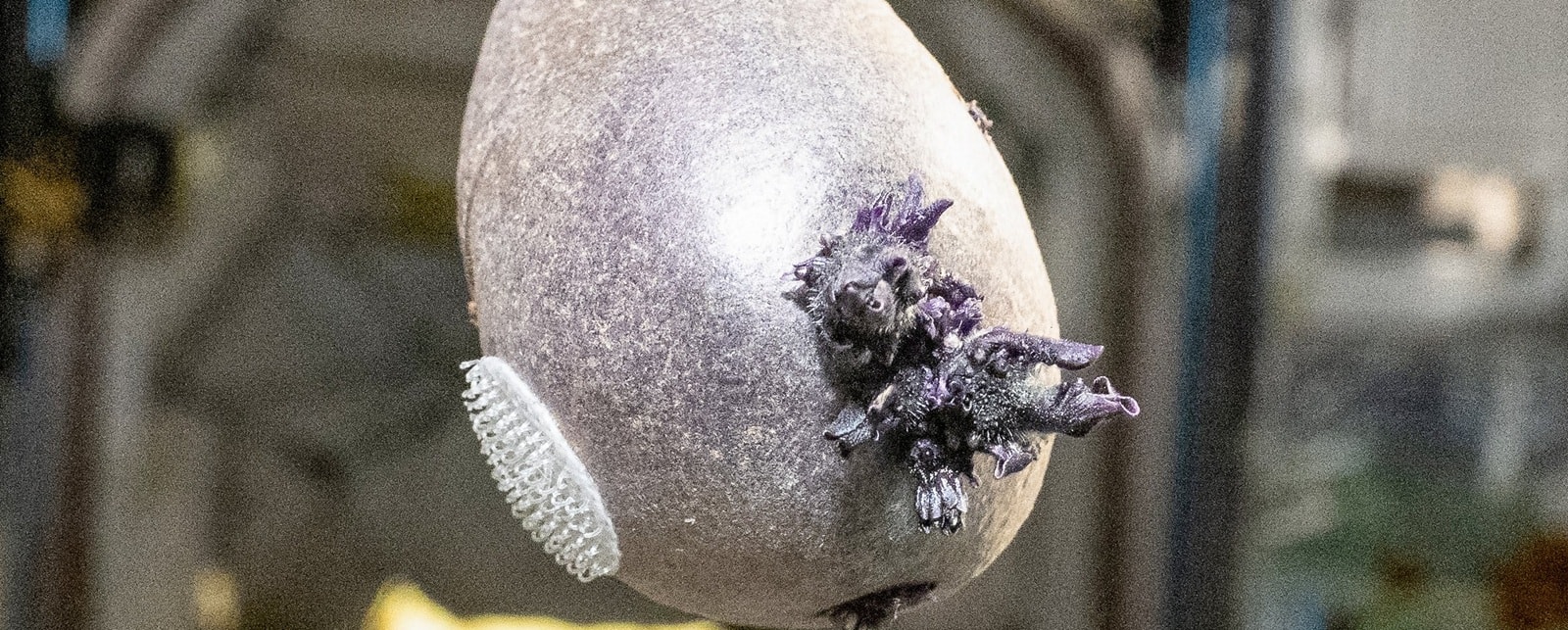 Ma fioletowe macki i rozrasta się na wszystkie strony. Astronauta udostępnił zdjęcie organizmu z ISS