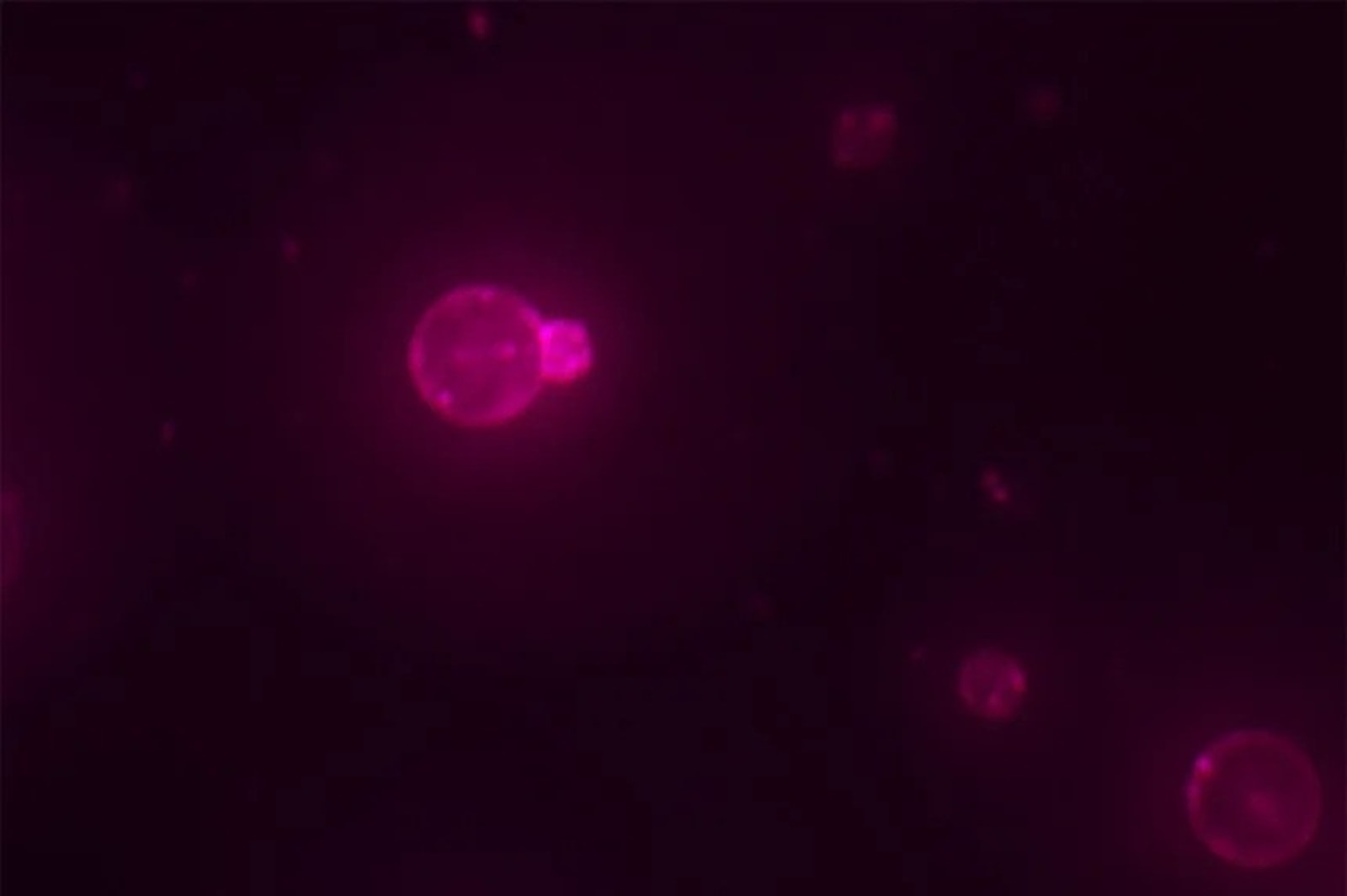 Ludzkość stoi u progu stworzenia sztucznego życia. Naukowcy zaprezentowali syntetyczną komórkę, która sama się rozmnaża 
