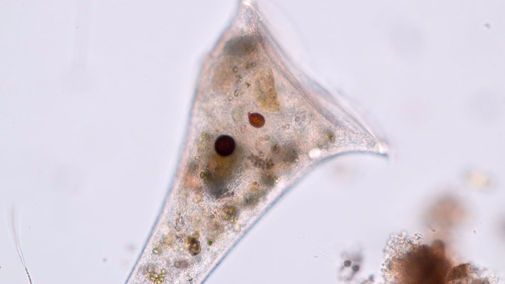 Pamięć bez mózgu i neuronów. Jednokomórkowiec uczy się za pomocą szlaków biochemicznych znanych z ludzkiego układu nerwowego