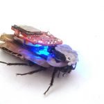 RoboRoach: pierwszy na świecie działający system zdalnego sterowania karaluchami, który można kupić.