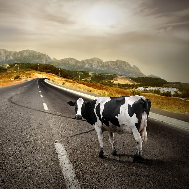 Krowy grozy nie będą problemem dla samochodów Google