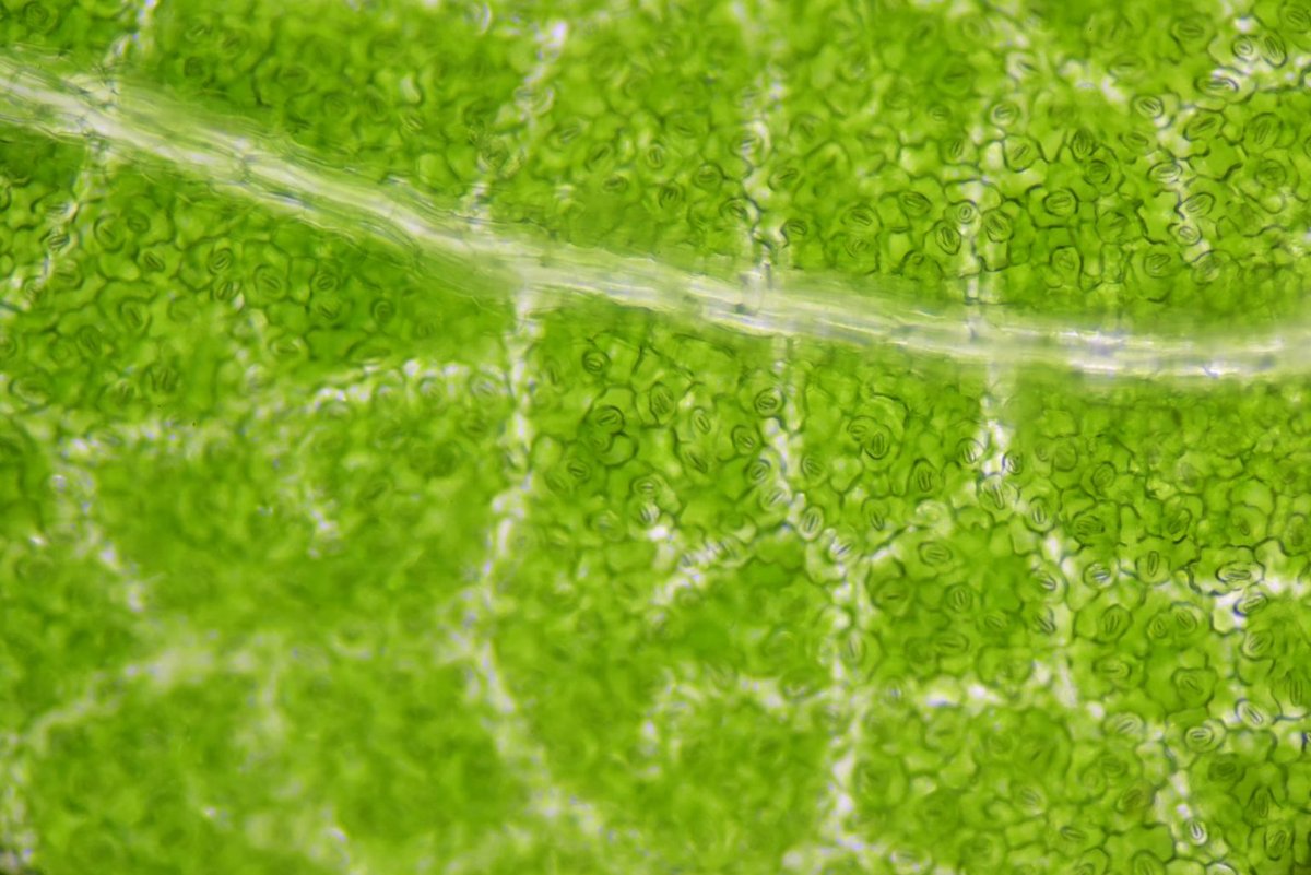 Fotosynteza daje roślinom życie i&#8230; przy okazji nam
