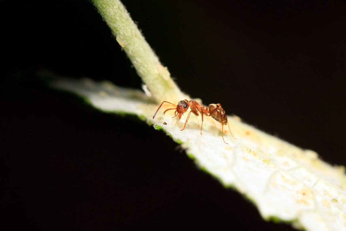 Mrówki Formica fusca

