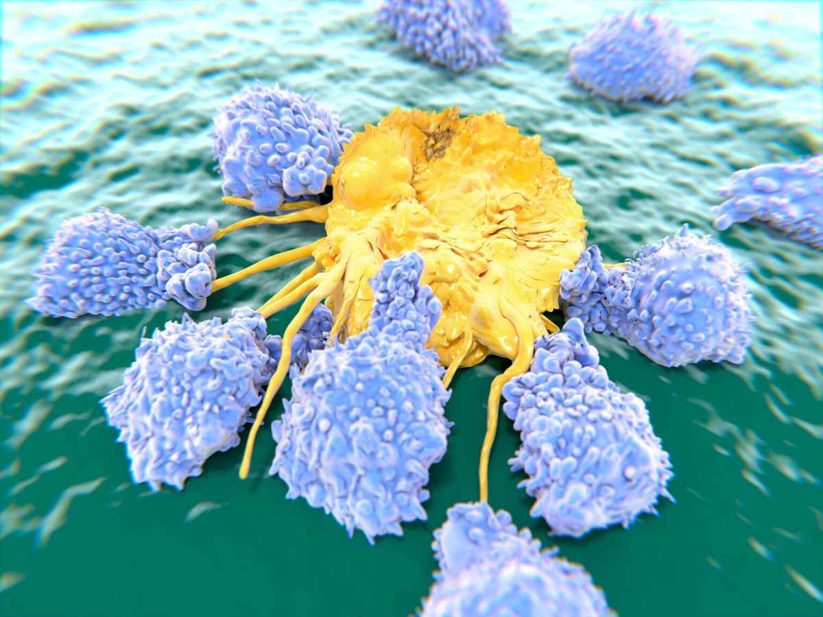 Komórki NK to rodzaj limfocytów, które są obdarzone w filopodia
