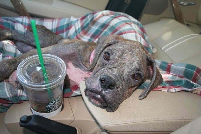 Zdjęcie bokserki skradzione z serwisu z USA