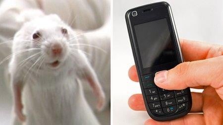 Testy na zwierzętach wykazały, że telefony komórkowe eliminują przyczyny choroby Alzheimera