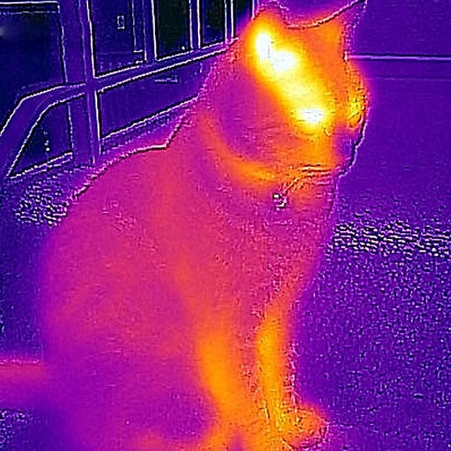 Zmień smartfona w prawdziwą kamerę termowizyjną