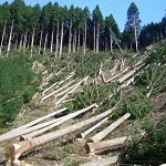 Zobacz jak giną lasy w czasie (prawie) rzeczywistym