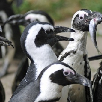 Druk 3D na ratunek pingwinowi z warszawskiego zoo!
