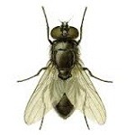 Naukowcy sfilmowali latającego owada… od środka