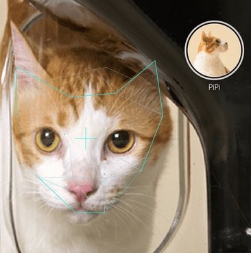 Powstał system rozpoznawania twarzy dla… kotów!