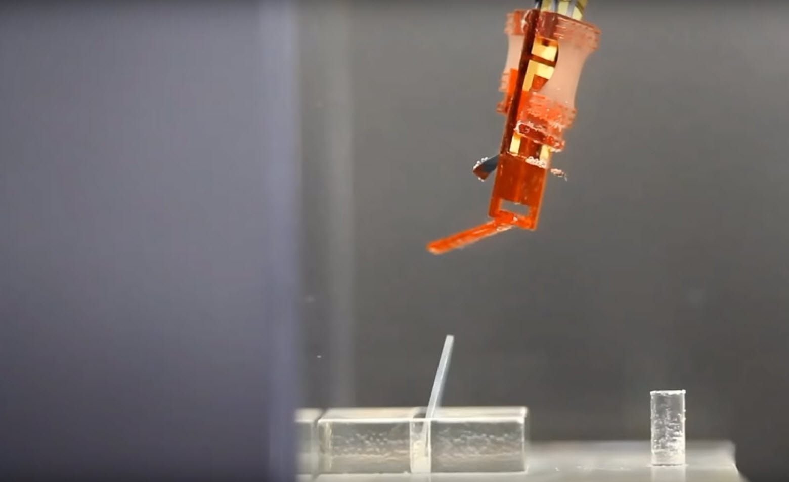 Japończycy zbudowali biohybrydowego robota