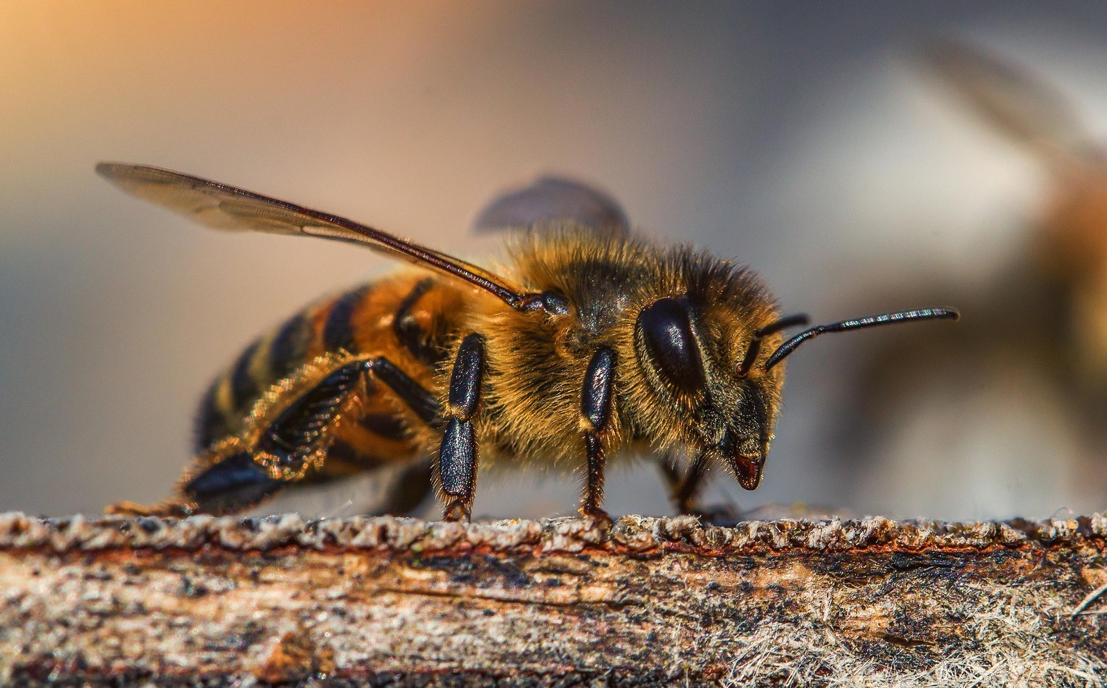 Polska SI może uratować pszczoły