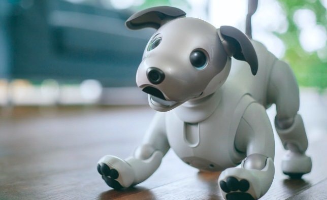 aibo